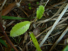 Brachyglottis perdicioides