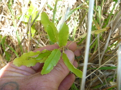 Brachyglottis perdicioides