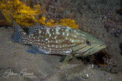 Comb Grouper photo 3