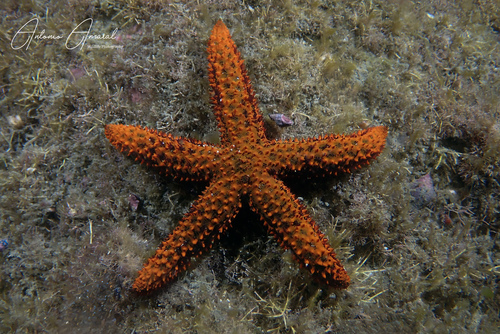 Brazilian red sea star