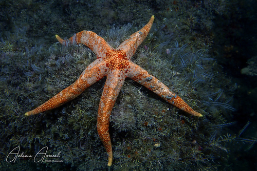 Narcissia trigonaria, 2025-07-14