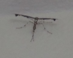 Amblyptilia pica