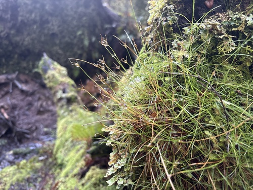 Carex austrotenella observed 2025-07-15