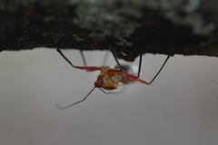 Castolus plagiaticollis