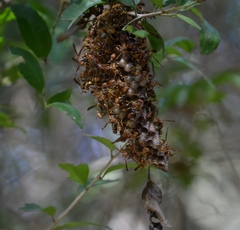 Mischocyttarus mexicanus cubicola