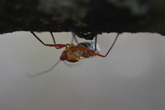 Castolus plagiaticollis