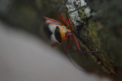 Castolus plagiaticollis