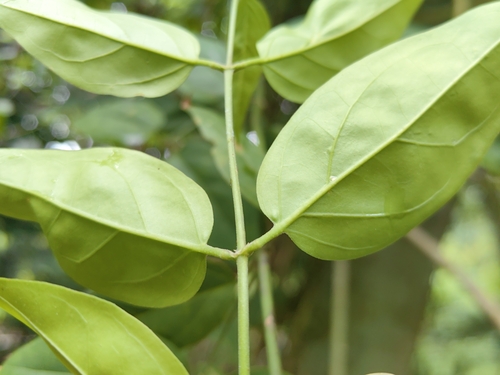 Jasminum elongatum observed 2025-07-14
