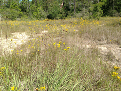 Sporobolus silveanus