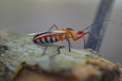 Castolus plagiaticollis