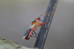 Castolus plagiaticollis