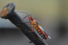 Castolus plagiaticollis