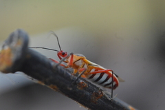 Castolus plagiaticollis