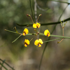 Daviesia wyattiana