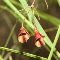 Daviesia wyattiana