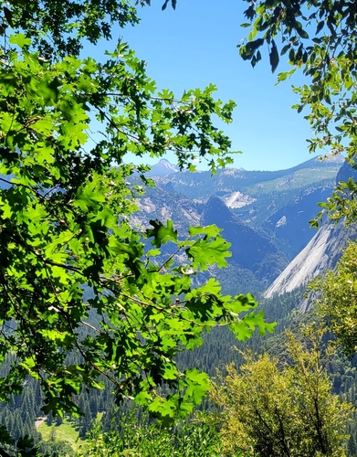 California black oak