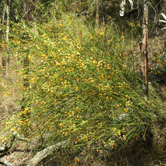 Daviesia wyattiana