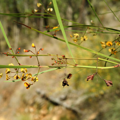 Daviesia wyattiana