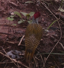 Campethera punctuligera