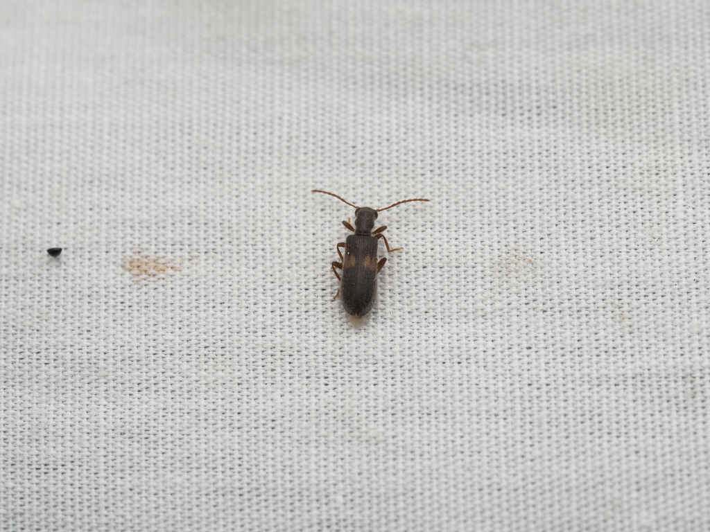 Cymatodera decipiens