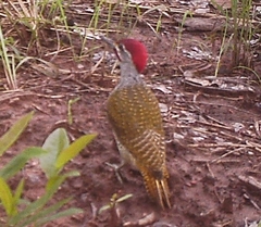 Campethera punctuligera