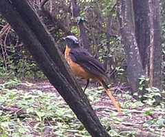 Cossypha albicapillus