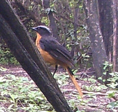 Cossypha albicapillus