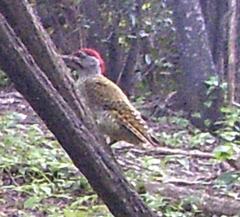 Campethera punctuligera