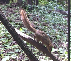 Euxerus erythropus