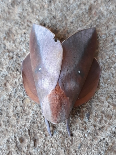Othorene peggyae