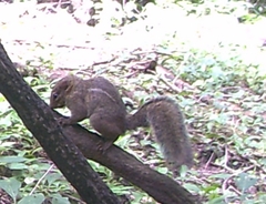 Euxerus erythropus