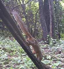 Euxerus erythropus