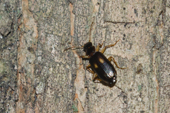 Dromius fenestratus