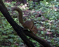 Euxerus erythropus
