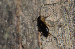 Dromius fenestratus