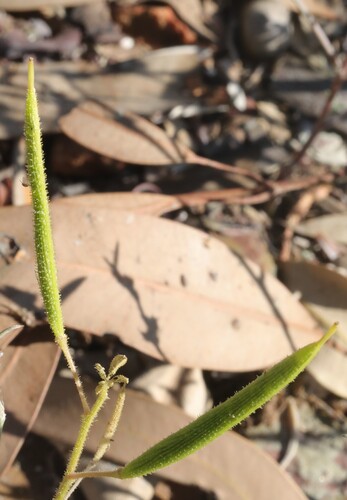 Asian Spiderflower