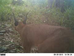 Caracal caracal