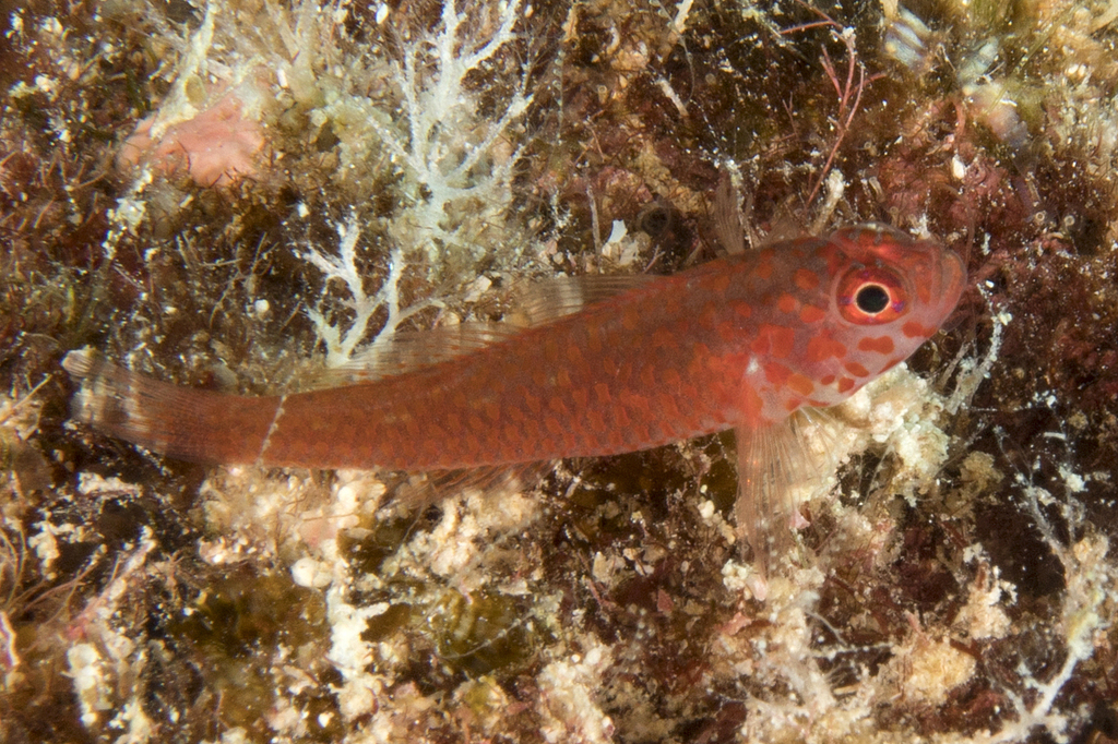 Trimma readerae