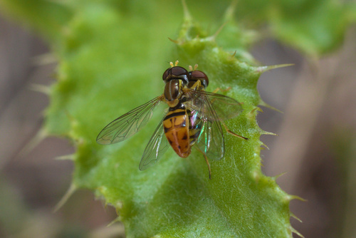 Unknown species found near Gillette, WY, USA