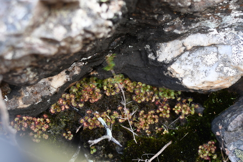 Drosera monticola