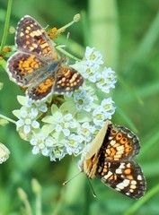 Phyciodes picta