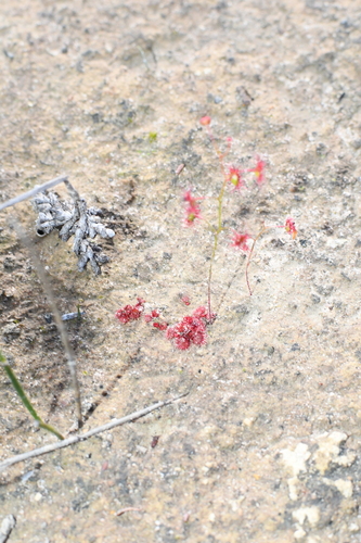 Drosera microphylla (Drosera microphylla)