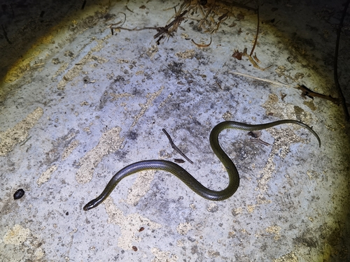 Opisthotropis zhaoermii