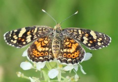 Phyciodes picta