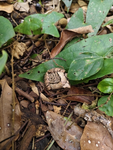 Beautiful Pygmy Frog