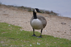 Branta canadensis