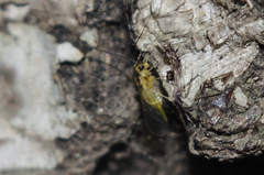 Caeciliusidae