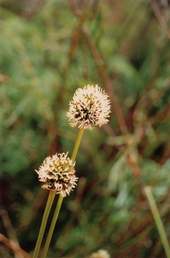 Gymnoschoenus