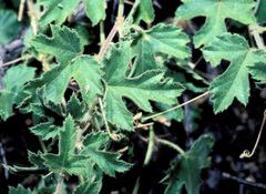 Passiflora arizonica