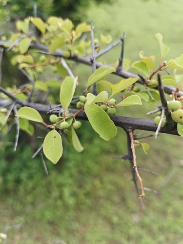 Indian snowberry